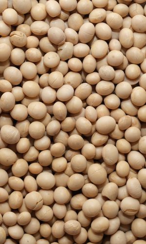 【預防乳癌食物】適量進食豆類可減低患乳癌風險?