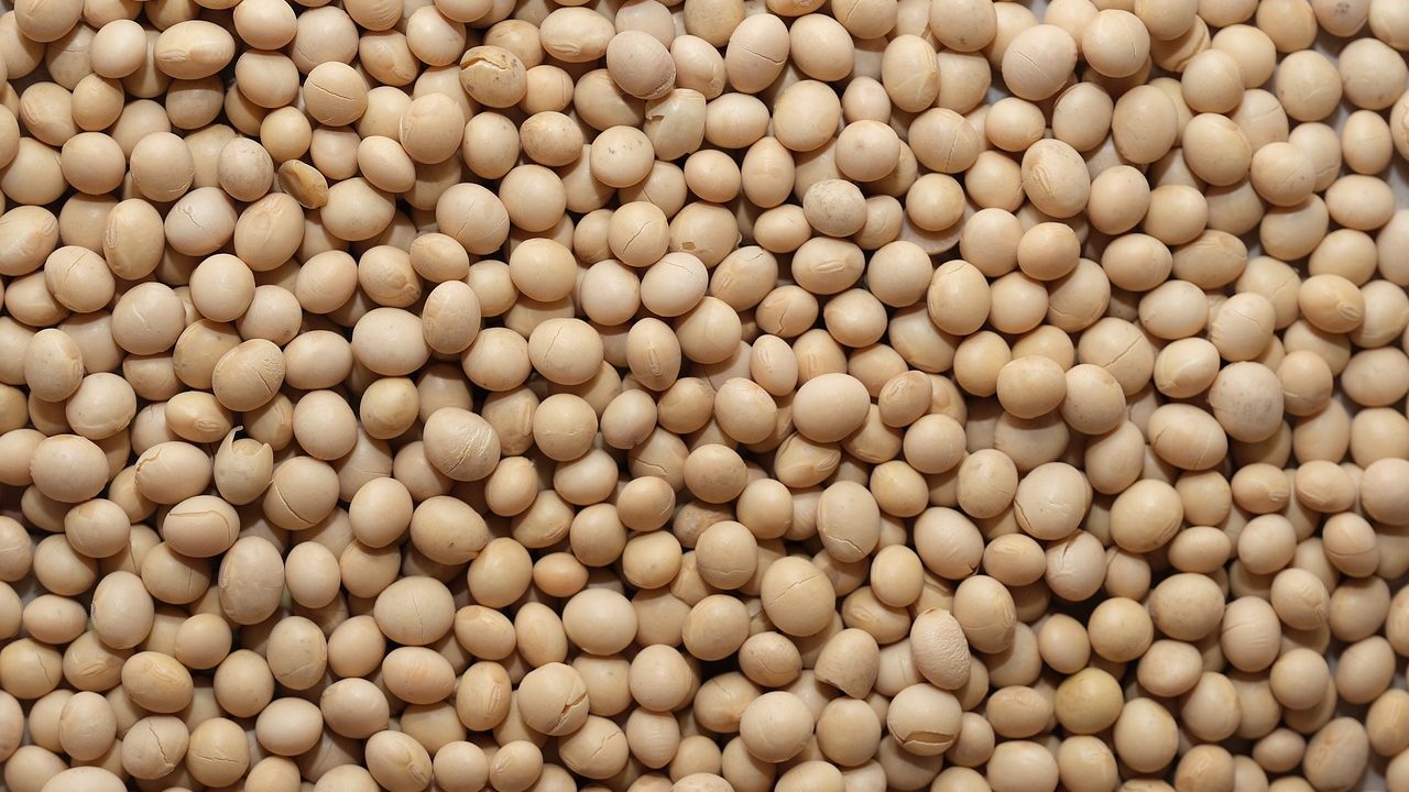 soy bean, vegan, healthy-4994576.jpg