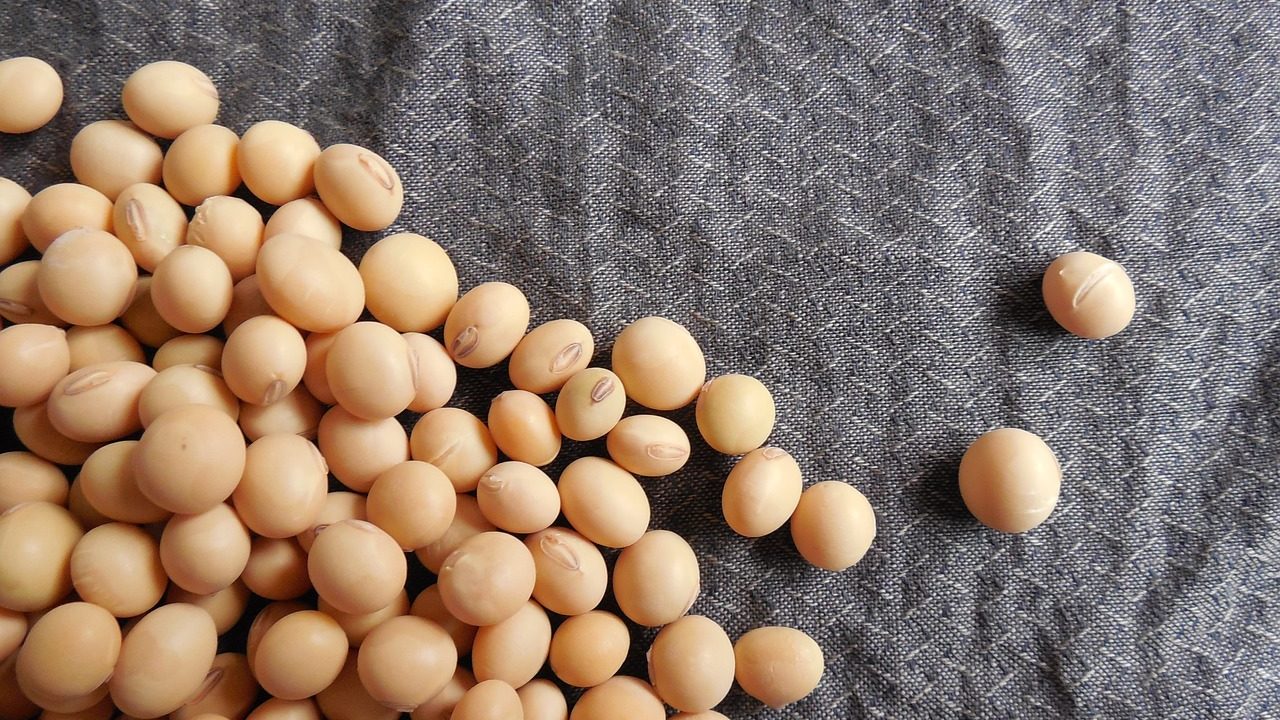 soybeans, beans, soy-182295.jpg